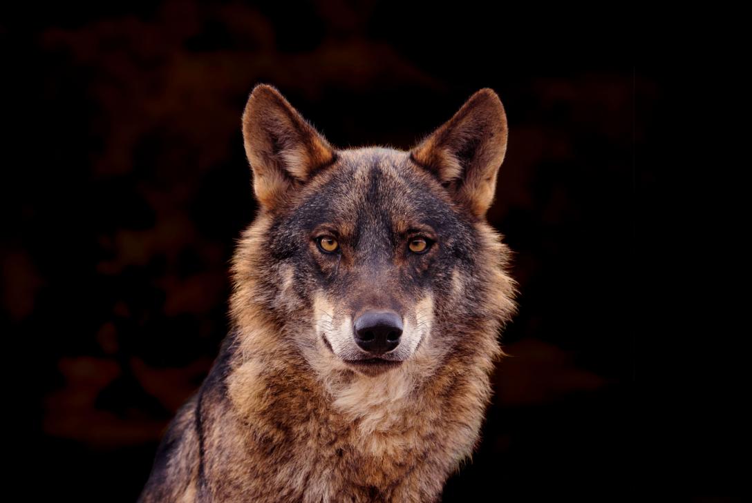 lobo