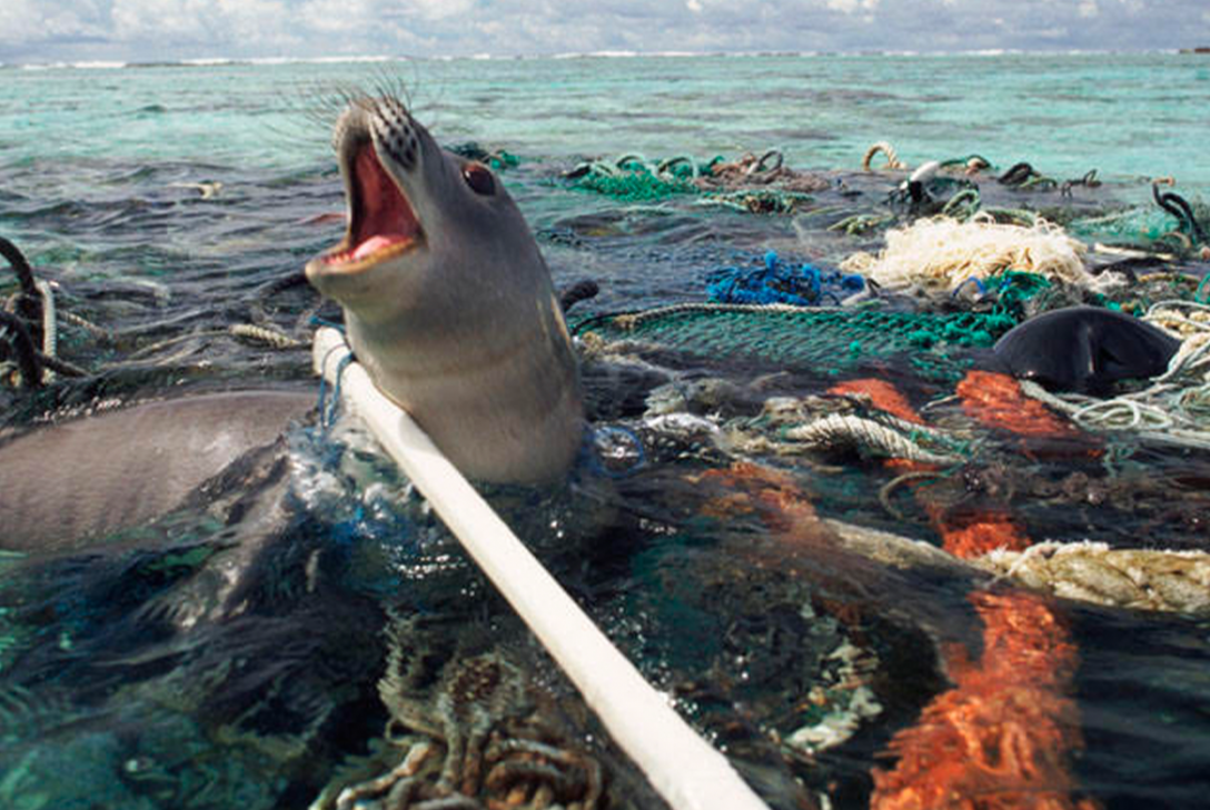 noplasticos