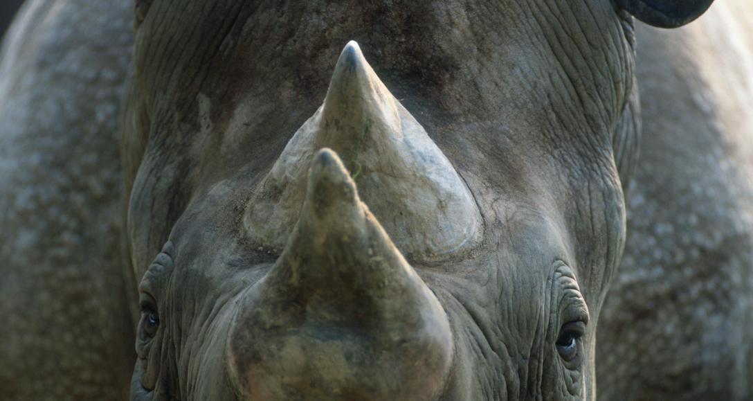 traficoespecies